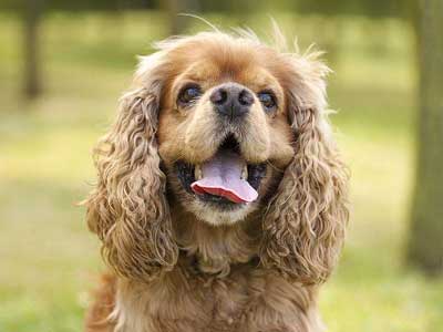 American Cocker Spaniel